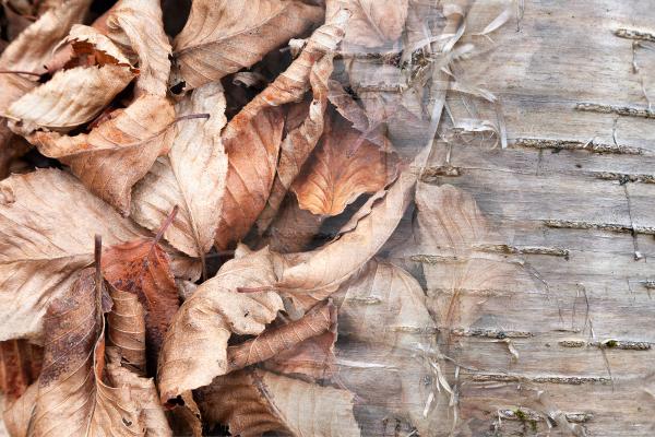 Arboreal Observation #9-Birch picture