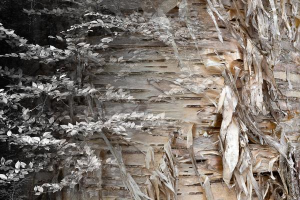 Arboreal Observation #22-Birch