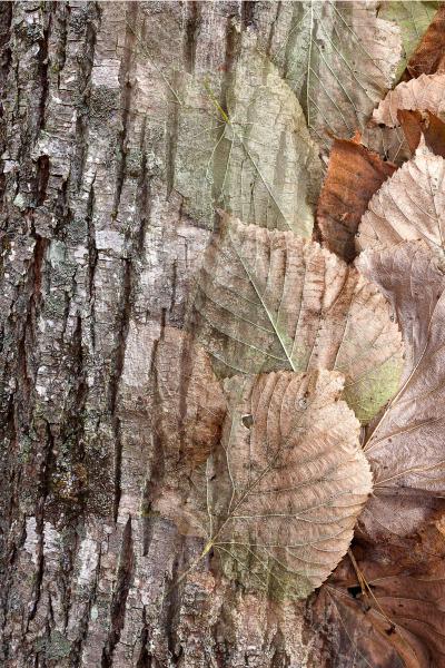 Arboreal Observation #4-Basswood picture