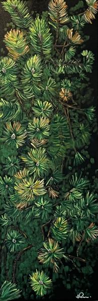 Muskoka Scotch Pine I