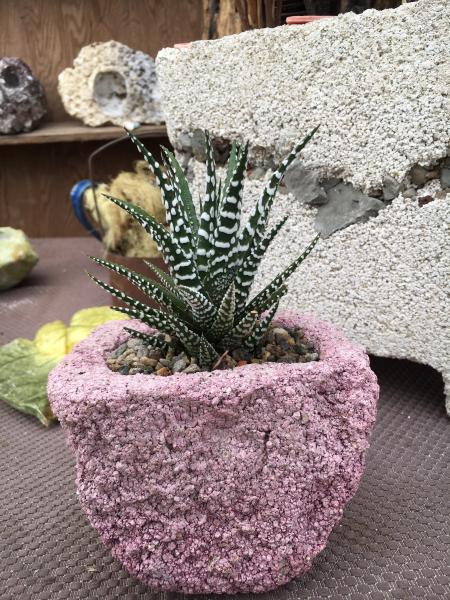 Green Collar Guy Designs