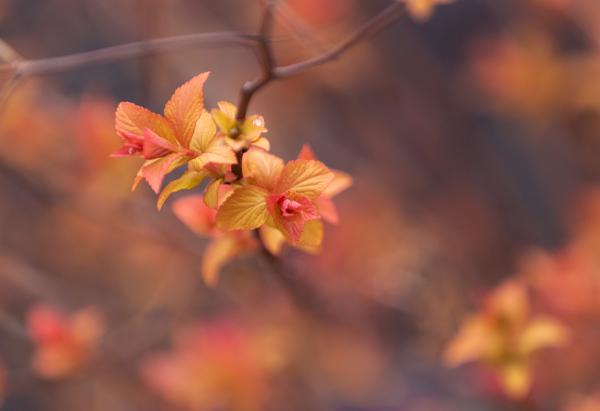 Blooming twig 2 picture