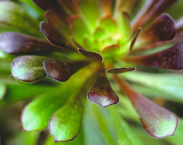 Succulent Macro 1 picture