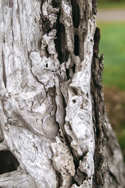 Texture of a Tree 1 picture