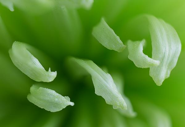 green blooms macro picture