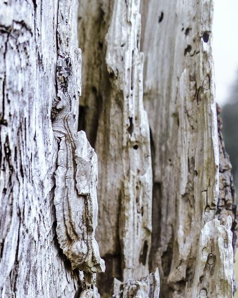 Texture of a Tree 3