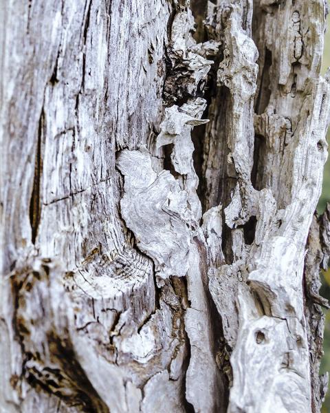 Texture of a Tree 2