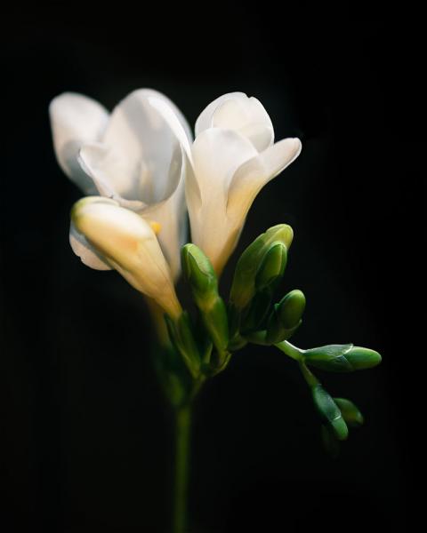 White Blooms picture