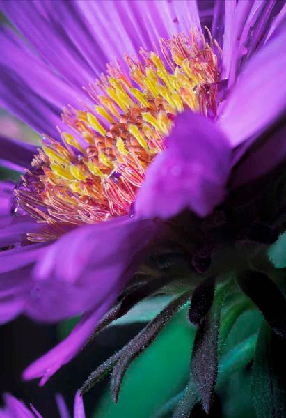 purple flower with yellow core macro