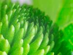 Green Floral Macro