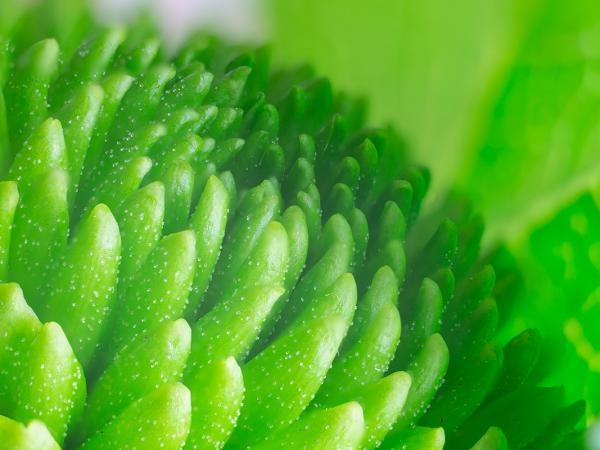 Green Floral Macro picture