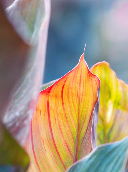 The Lines of a Leaf picture