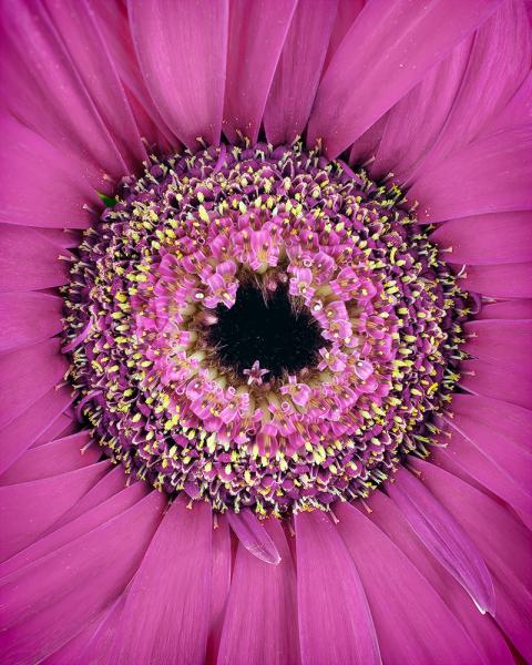 Into the centre of a flower 1