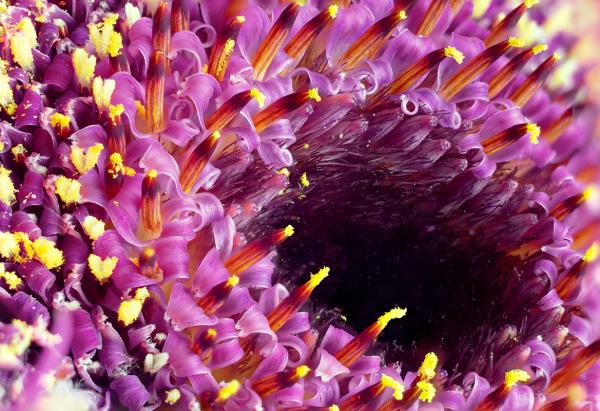 Inside the centre of a flower 2
