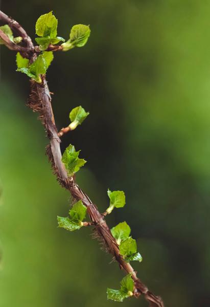 Blooming twig 1