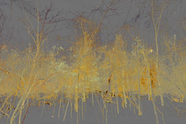Yellow Bush picture