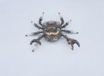 Metal Crab Sculpture Crab - Cancer - Scrap Metal Crab Active