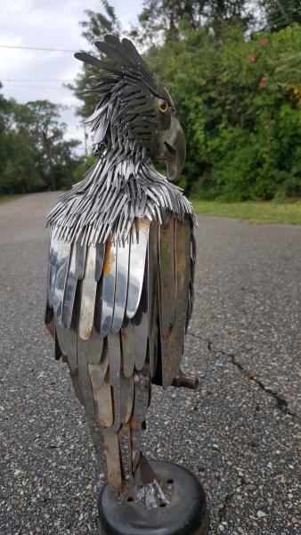 Heavy Metal Parrot picture