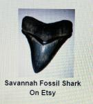 SavannahFossilShark