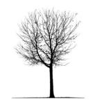 Dreaming Tree Galleries