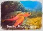 Territo Photography