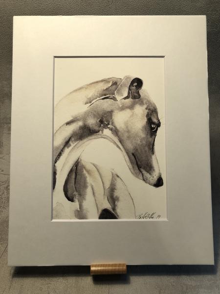 Greyhound picture
