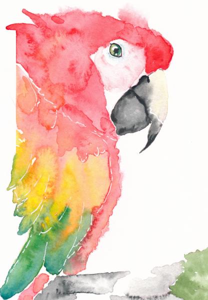 Scarlate Macaw