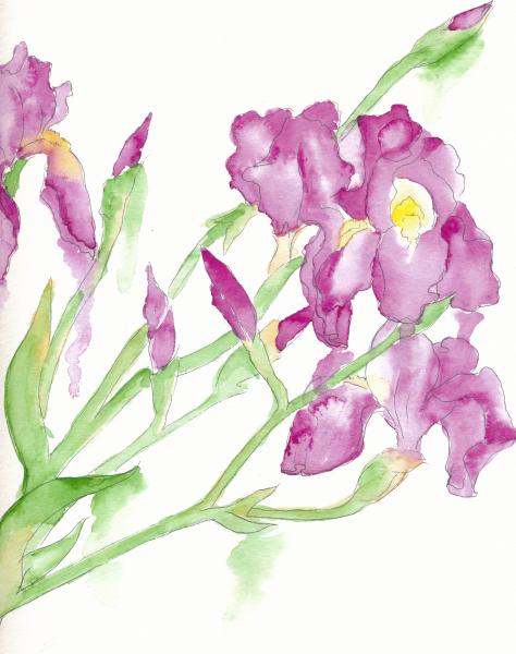 Irises (set) picture