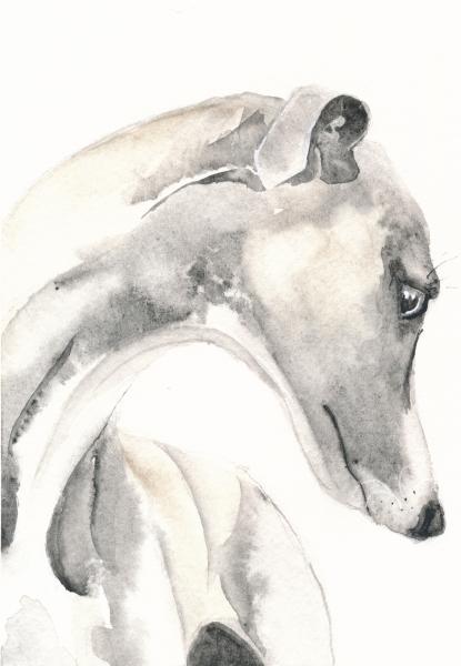 Greyhound