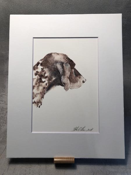 German Shorthaired Pointer picture