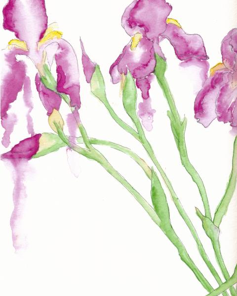 Irises (set)