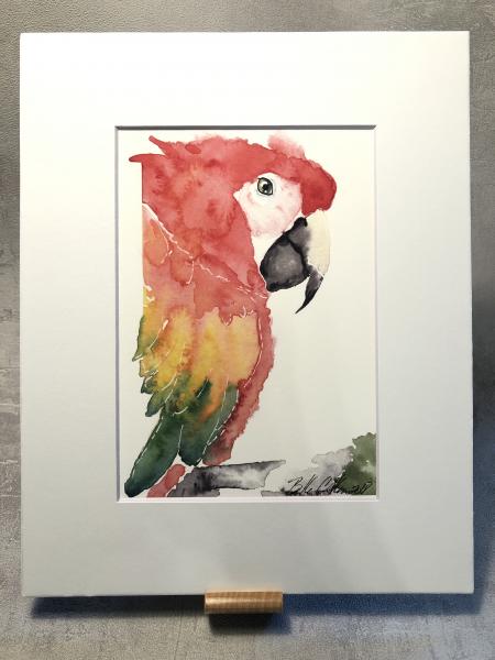 Scarlate Macaw picture