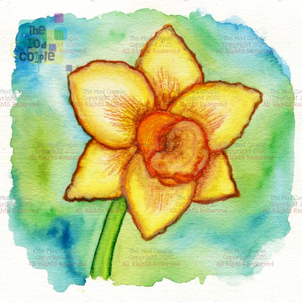 Narcissus - Choice of Sizes picture