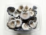 5oz Oyster Mushrooms