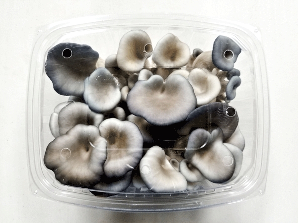 5oz Oyster Mushrooms