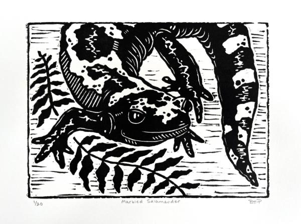 Marbled Salamander