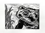 Fowler's Toad