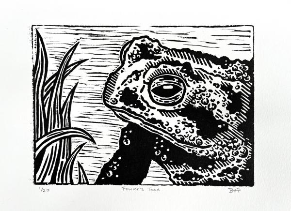 Fowler's Toad