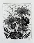 Bloodroot