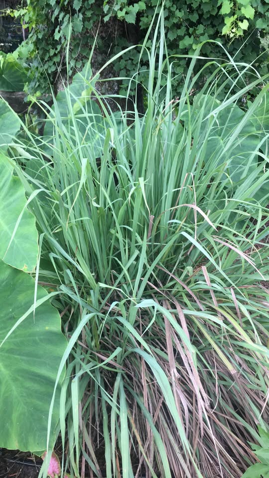Lemon Grass large