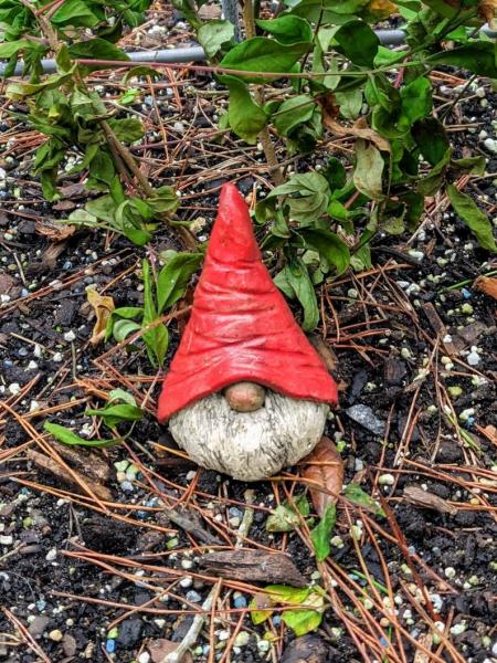 Garden Gnome, Plant and Garden Stake picture