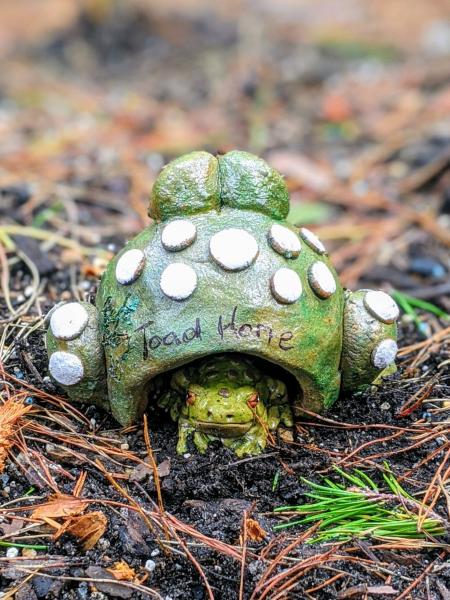 Handmade Frog Toad Home picture