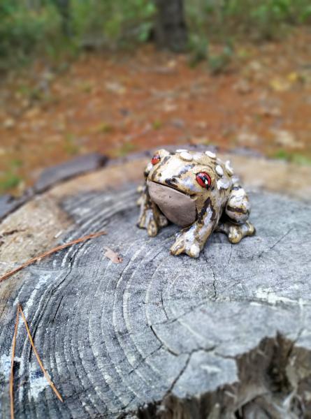 Garden Toad picture