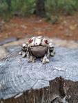 Garden Toad
