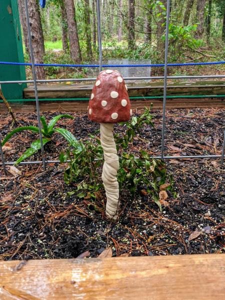 Large Garden Mushroom picture