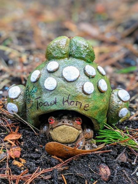 Handmade Frog Toad Home picture