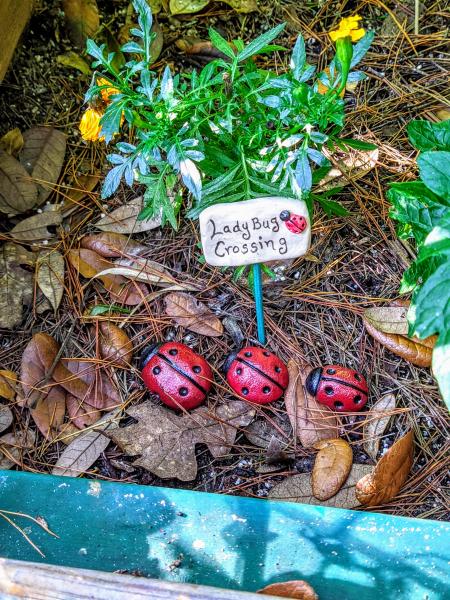 LadyBug Crossing picture