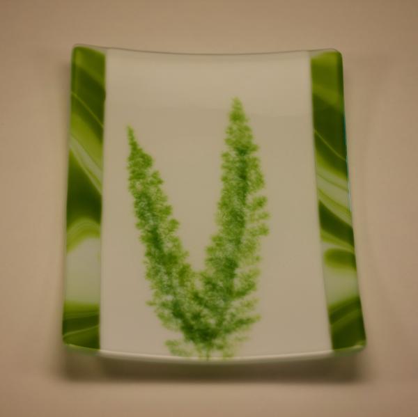 Foxtail Fern Vitra picture