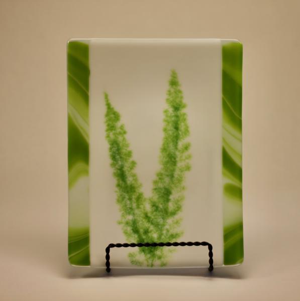 Foxtail Fern Vitra picture