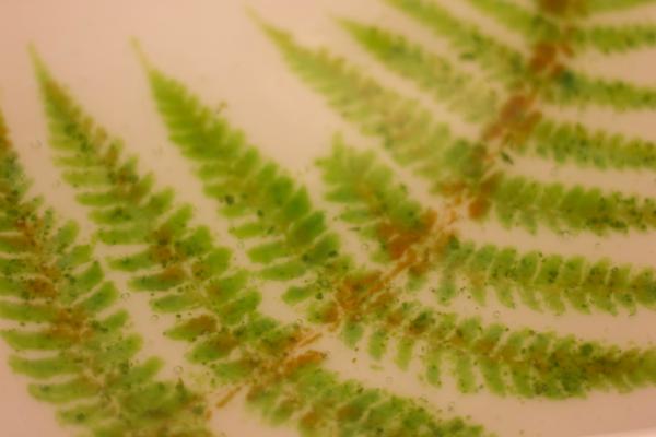 Fern Vitra Plate picture